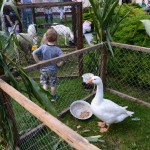 20140920 Jarmark 020