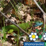 20120428 JMB Podyji 007