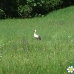 20120508 JMB Lednice 021