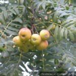 20120928 JMB Po vinarskych stezskach 015