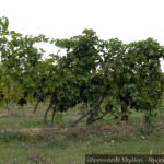 20120928 JMB Po vinarskych stezskach 070