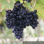 20120928 JMB Po vinarskych stezskach 071