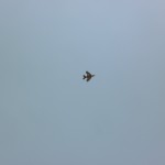 20101028 Drakiáda 010