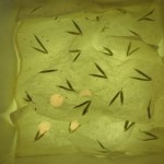 20110910 Zájezd seniorů 004