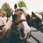 20160917_jarmark_016