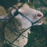 20160917_jarmark_031