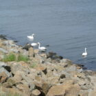 012Novomlynske nadrze