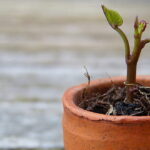 Oslava Dne matek na Orlovně 10. 5. 2026 a bazárek rostlin